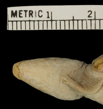 Media type: image; Herpetology R-34788